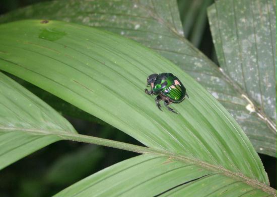 Beetle species, Rio Napo area c200m