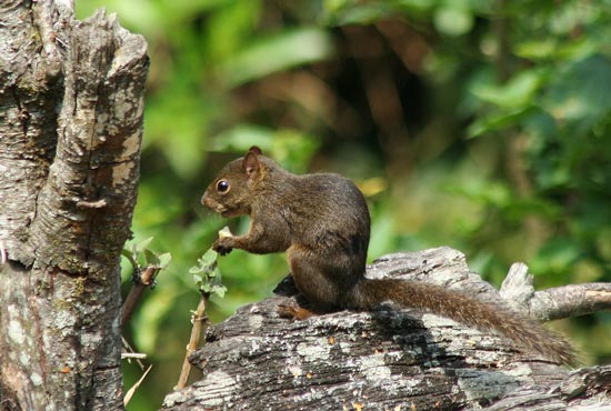 Amazonian Dwarf Squirrel, Cock of the Rock Lodge, Manu Road