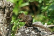 Amazonian Dwarf Squirrel, Cock of the Rock Lodge, Manu Road