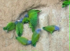 Blue-headed Parrots, Blanquillo clay lick