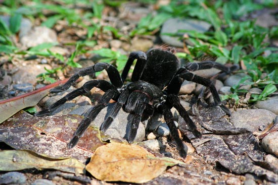 Black Tarantula, Manu Wildlife Centre