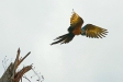 Blue-and-Yellow Macaw, Manu