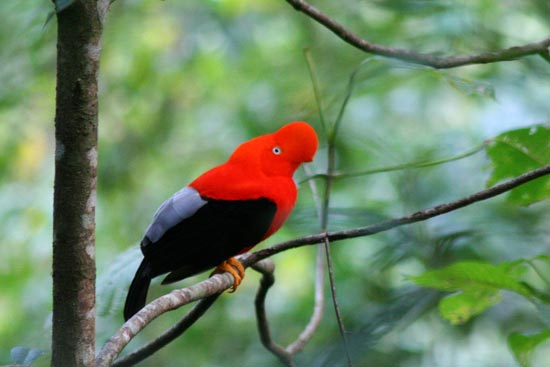 Cock of the Rock at lek site, Manu Road