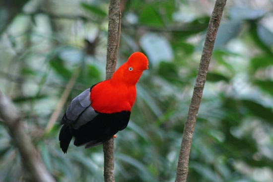Cock of the Rock at lek site, Manu Road