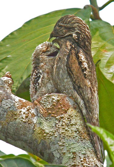 Common Potoo, Amazonia Lodge, Manu