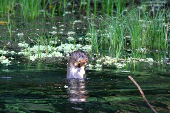 Giant Otter, Cocha Blanco Oxbow Lake, Manu