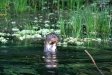 Giant Otter, Cocha Blanco Oxbow Lake, Manu