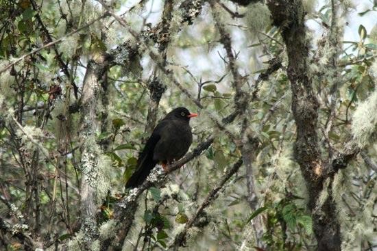 Great Thrush, Acjanaco, Andes