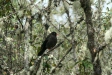 Great Thrush, Acjanaco, Andes
