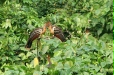 Hoatzin, Cocha Blanco Oxbow Lake, Manu