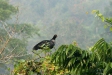 Horned Screamer, Manu