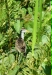 Immature Jacana, Cocha Blanco Oxbow Lake, Manu