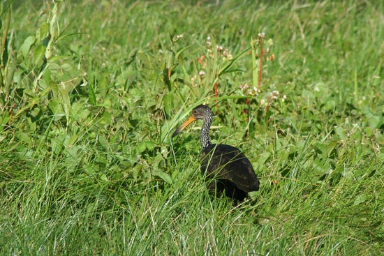 Limpkin, Cocha Blanco Oxbow Lake, Manu
