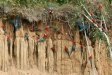 Red-and-Green Macaws, Blanquillo clay lick