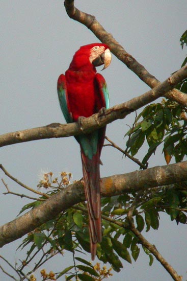 Red-and-Green Macaw, Blanquillo clay lick