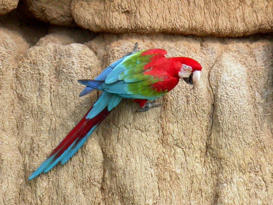 Red-and-Green Macaw, Blanquillo clay lick