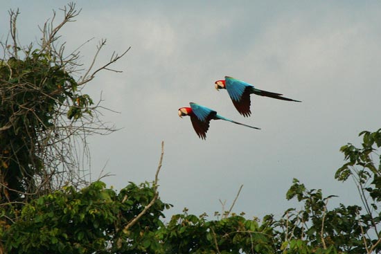 Red-and-Green Macaws, Blanquillo clay lick