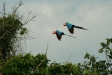 Red-and-Green Macaws, Blanquillo clay lick