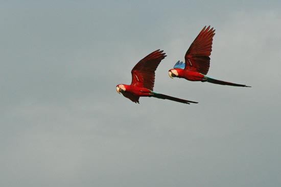 Red-and-Green Macaws, Blanquillo clay lick