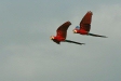 Red-and-Green Macaws, Blanquillo clay lick