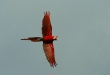 Red-and-Green Macaws, Blanquillo clay lick