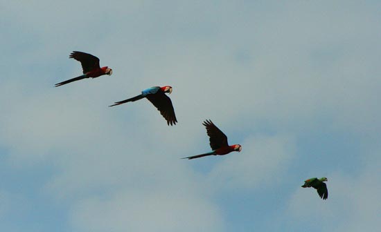 Red-and-Green Macaws and Mealy Parrot, Blanquillo clay lick