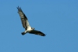 Osprey, Cocha Blanco Oxbow Lake, Manu