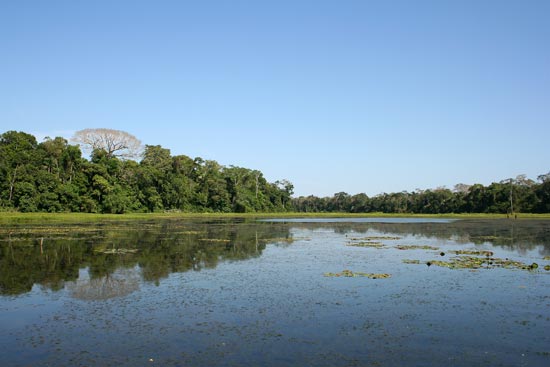 Cocha Blanco Oxbow Lake, Manu