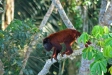 Red Howler Monkey, Manu Wildlife Centre