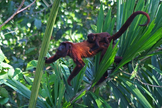 Red Howler Monkeys, Manu Wildlife Centre