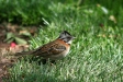 Rufous-collared Sparrow, Cusco 'town park'