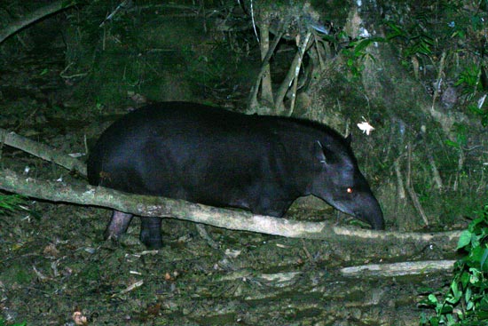 Brazilian (Lowland) Tapir at clay lick, Manu