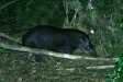 Brazilian (Lowland) Tapir at clay lick, Manu