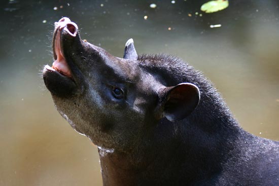 Brazilian (Lowland) Tapir, Manu Wildlife Centre