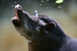 Brazilian (Lowland) Tapir, Manu Wildlife Centre