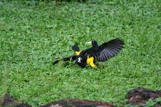 Yellow-rumped Cacique, Amazonia Lodge, Manu