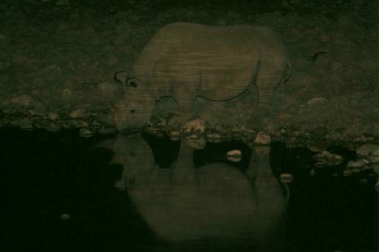 Black Rhino reflection