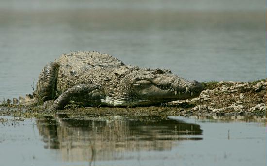 Mugger Crocodile (Marsh), Chambal River, Uttar Pradesh