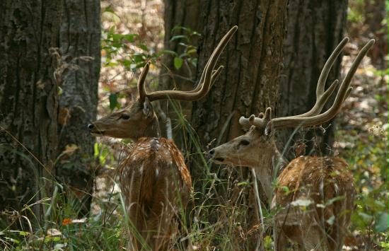 Spotted Deer (Chital), Kanha National Park, Madhya Pradesh