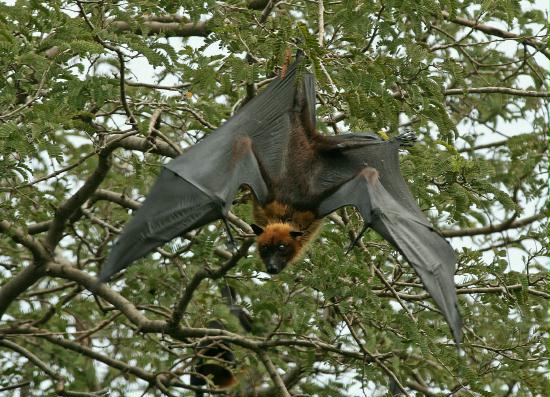 Indian Flying Fox, Chambal River Sanctuary, Uttar Pradesh