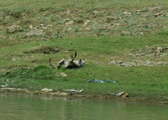 Indian Wolf, by Chambal River, Uttar Pradesh