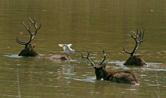 Swamp Deer (Barasingha), Kanha National Park, Madhya Pradesh