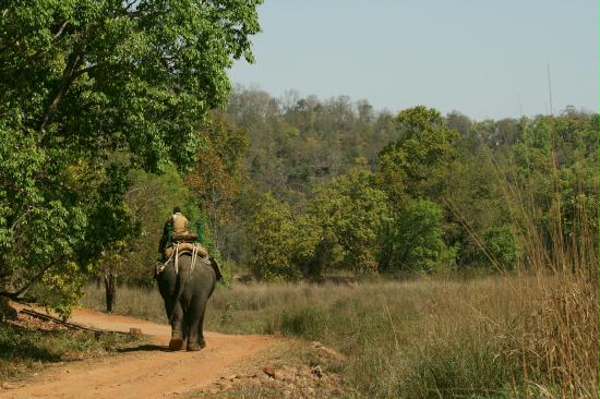 Bandhavgarh National Park, Madhya Pradesh