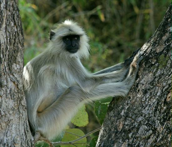 Common Langur, Bandhavgarh National Park, Madhya Pradesh