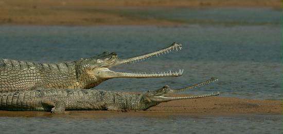 Gharials, Chambal River, Uttar Pradesh