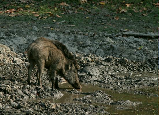 Wild Boar, Kanha National Park, Madhya Pradesh