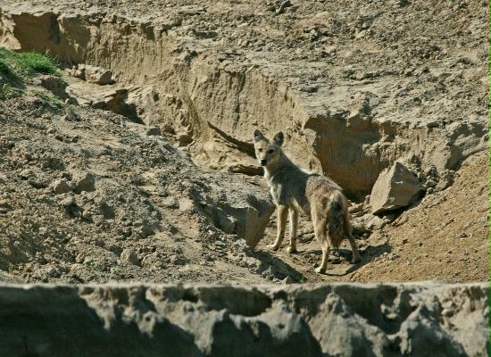 Golden (or Asiatic) Jackal, by Chambal River, Uttar Pradesh