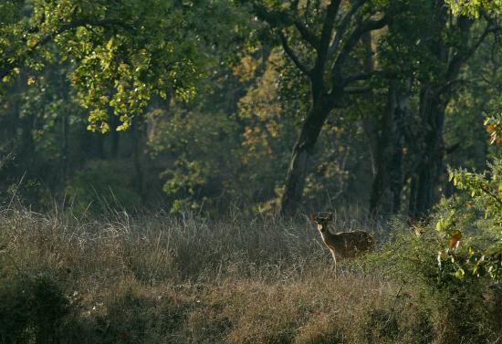 Bandhavgarh National Park, Madhya Pradesh