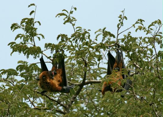 Indian Flying Fox, Chambal River Sanctuary, Uttar Pradesh