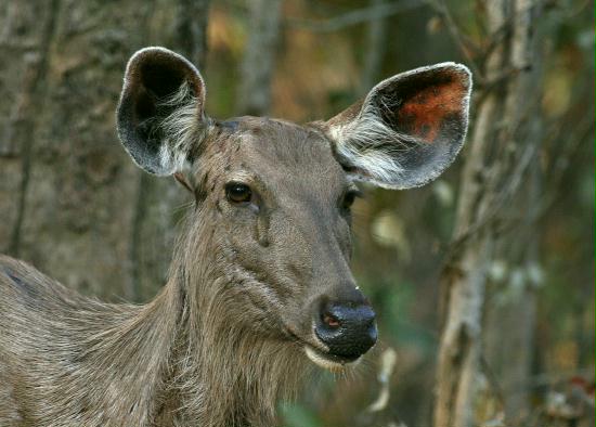 Sambar, Kanha National Park, Madhya Pradesh